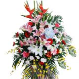 ںʻٵ